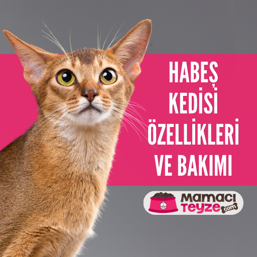 Habeş (Abyssinian) Kedisi Özellikleri ve Bakımı