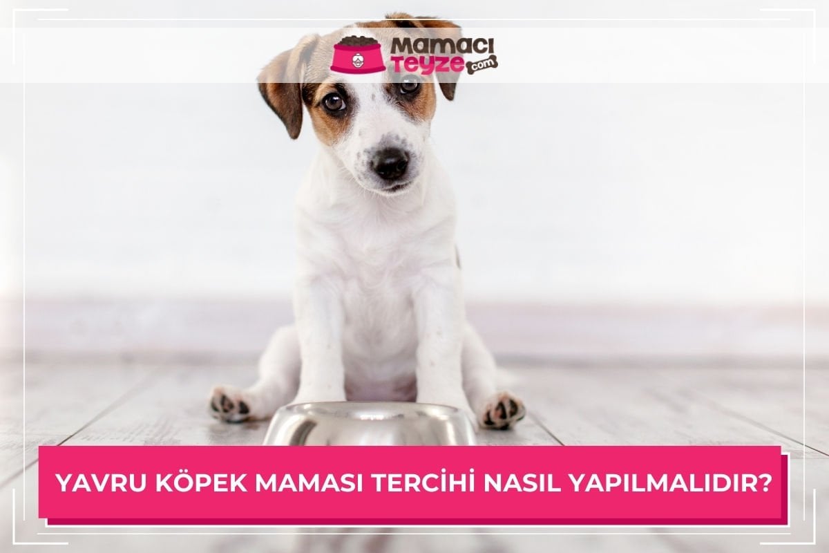 Yavru Köpek Maması Tercihi Nasıl Yapılmalıdır?