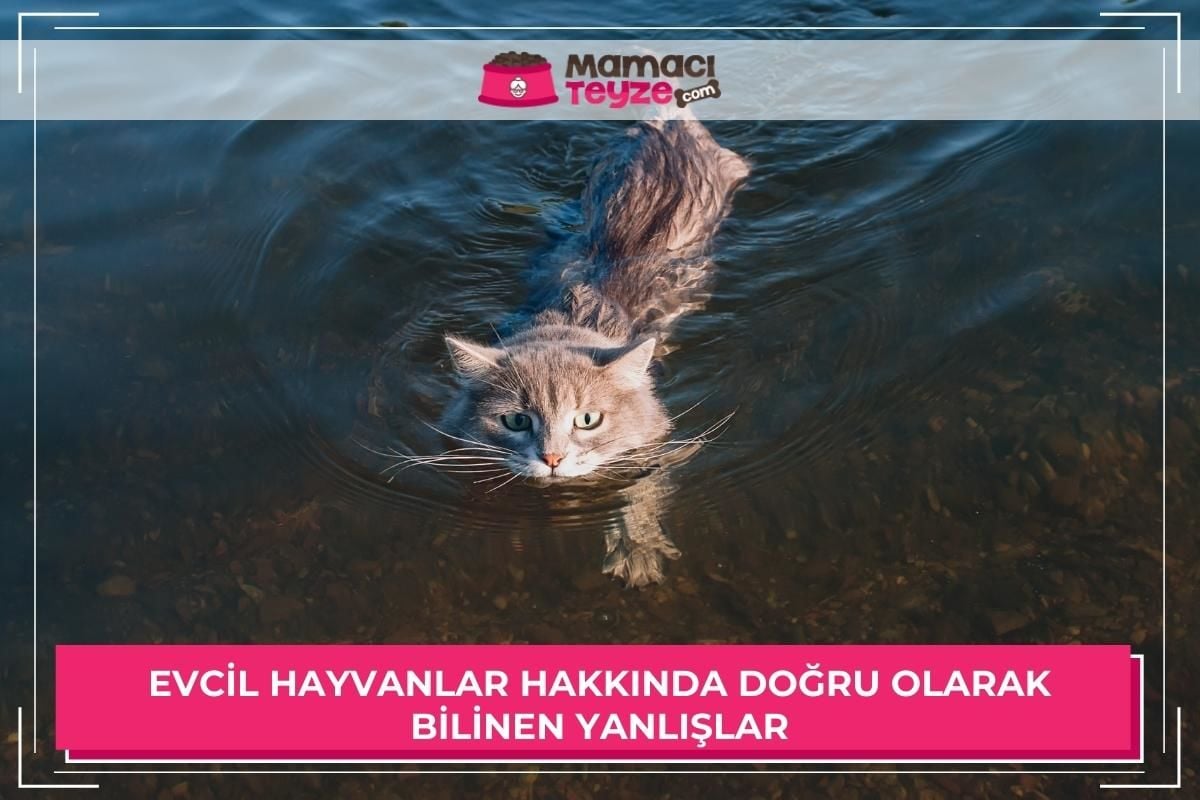 Evcil Hayvanlar Hakkında Doğru Bilinen Yanlışlar