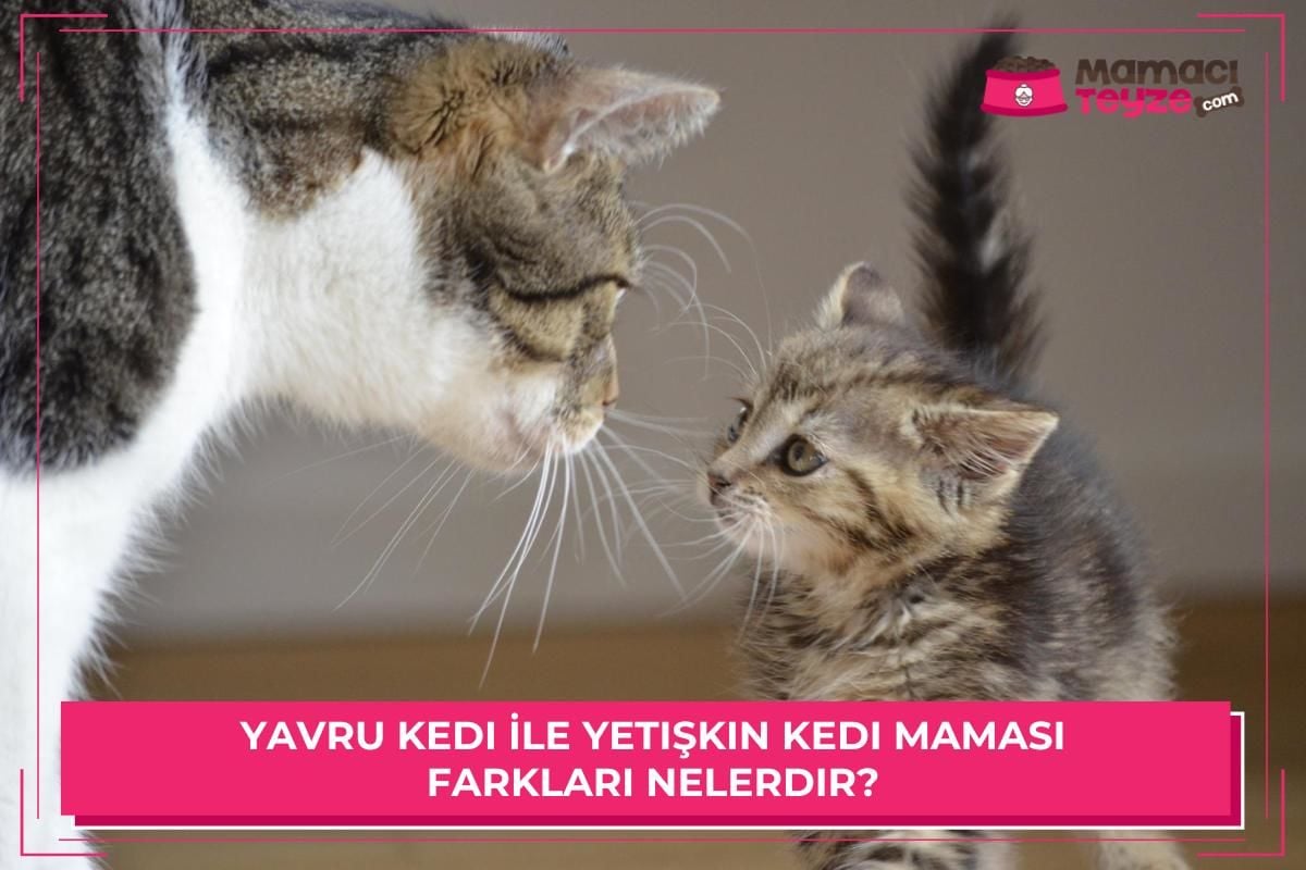 Yavru Kedi İle Yetişkin Kedi Maması Farkları Nelerdir?