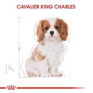 Royal Canin Cavalier King Charles Puppy Yavru Köpek Maması 1,5 Kg