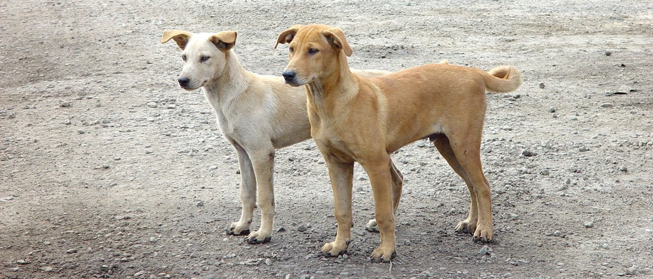 SOKAK KÖPEKLERİ