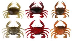 Savage gear LB 3D Manic Crab 5 cm 4 Adet Suni Yem