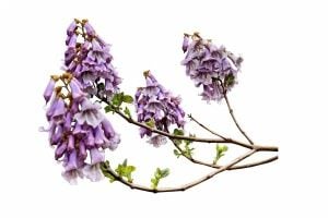 Paulownia Fidanı Nasıl Dikilir?