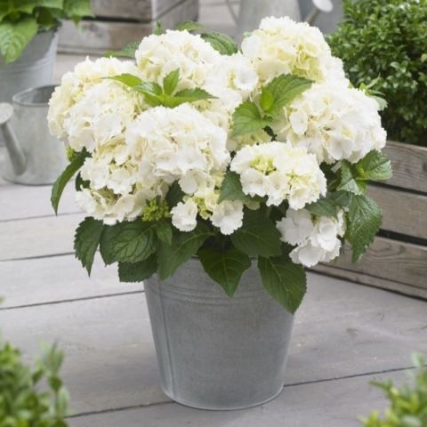 Tüplü ithal XL Dev Beyaz Çiçekli Ortanca Çiçeği Fidanı