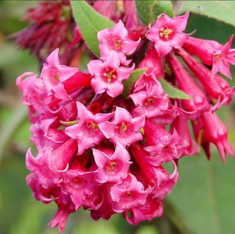 Tüplü Aromatik Pembe Çiçekli Melissa(Parfüm Çiçeği) Fidanı