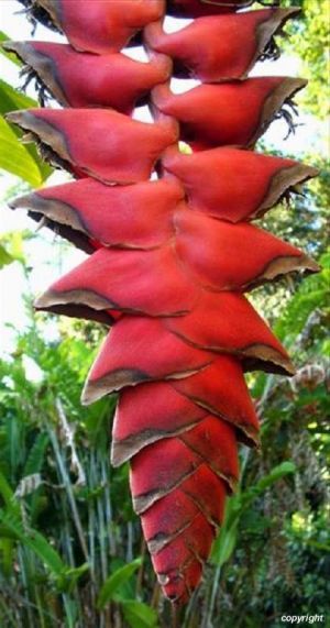 Heliconia Mariae Çiçeği Tohumu (5 tohum)