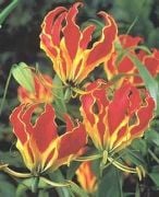 Glorıosa Rothschildiana Glory Lily Zambak Çiçeği Tohumu (5 adet)