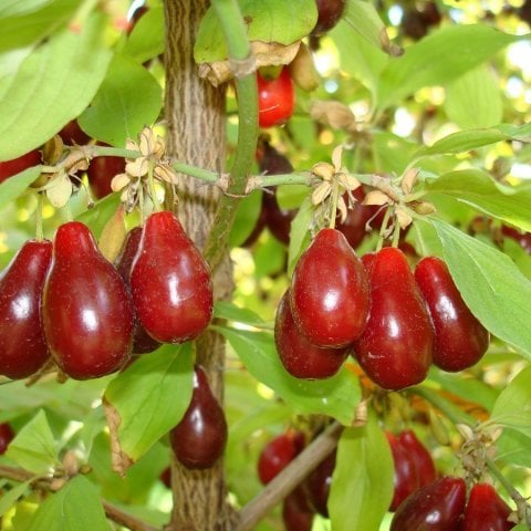 Açık Kök İri Meyveli Kızılcık Fidanı Meyve Verme Durumunda (100-150 CM )