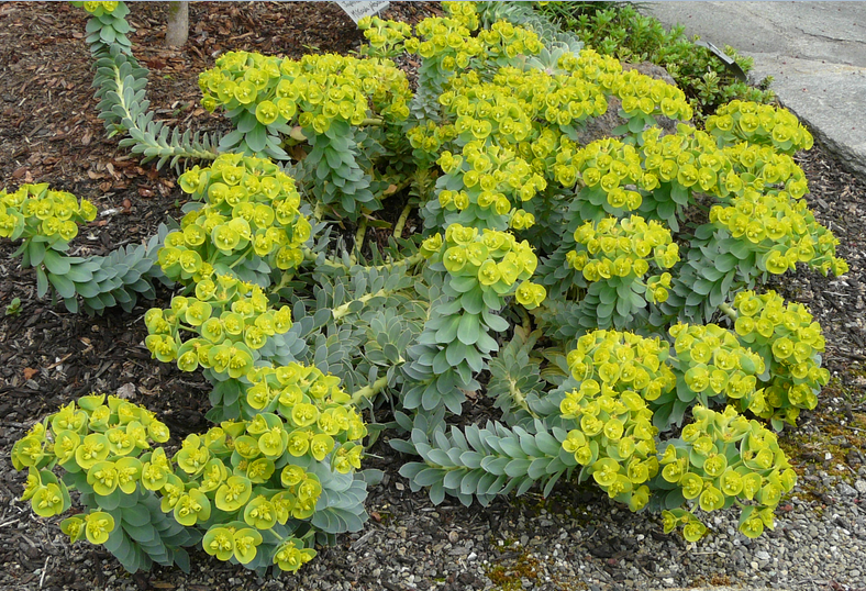 Euphorbia Myrsinites Yayılıcı Sütleğen Çiçeği Tohumu (4 tohum)