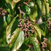 Tüplü Japon Kuru Üzümü Şeker Ağacı Fidanı