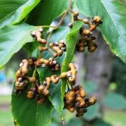 Tüplü Japon Kuru Üzümü Şeker Ağacı Fidanı