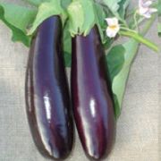 Doğal Black Fat Patlıcan Tohumu(20 adet)