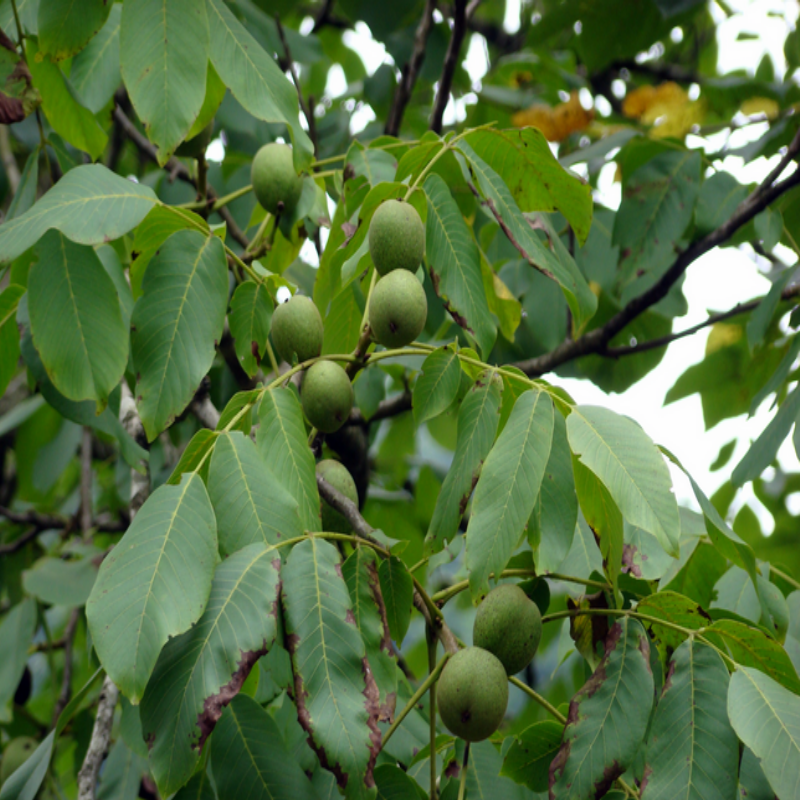 Açık Kök Ceviz Fidanı Juglans Regia