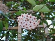 Hoya Carnosa Mum Çiçeği Fidanı