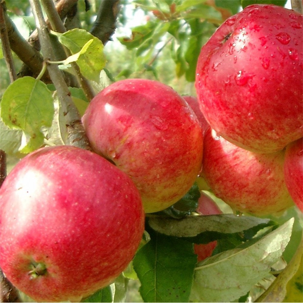 Tüplü Yarı Bodur Early Red One Elma Fidanı