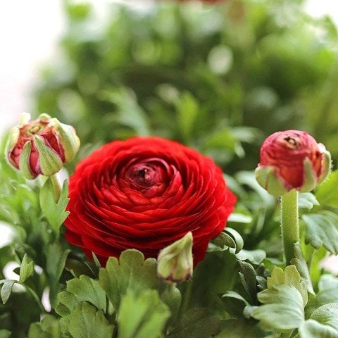 Saksıda Red Love Düğün - Şakayık Çiçeği Sınırlı Stok