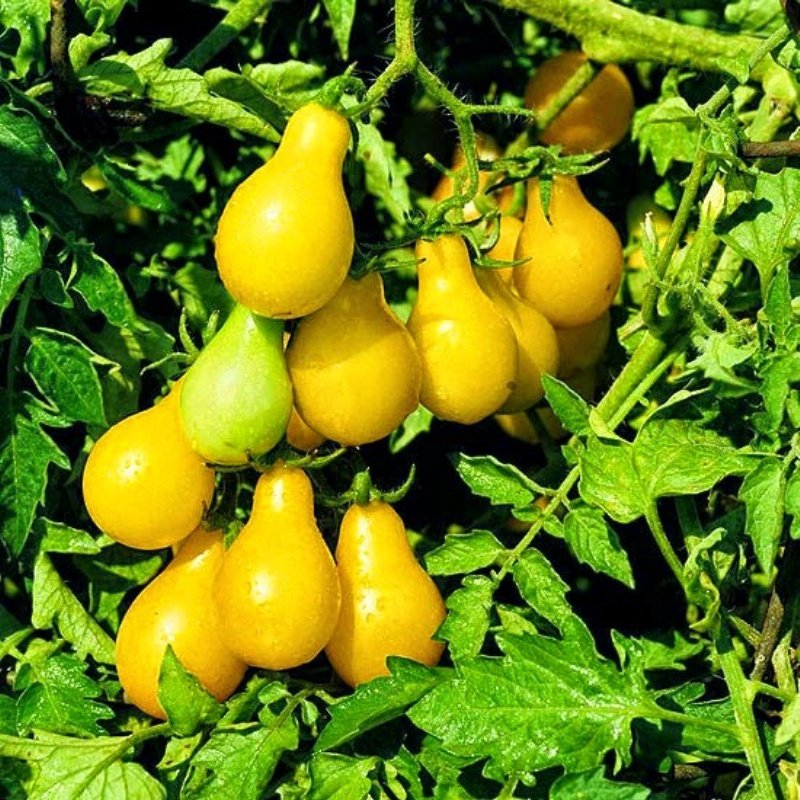 Doğal Yellow Pear Domates Tohumu(20 adet)