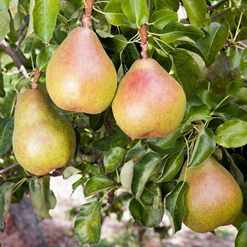 Tüplü  Geleneksel Konya Bozdoğan Nar Armudu Fidanı