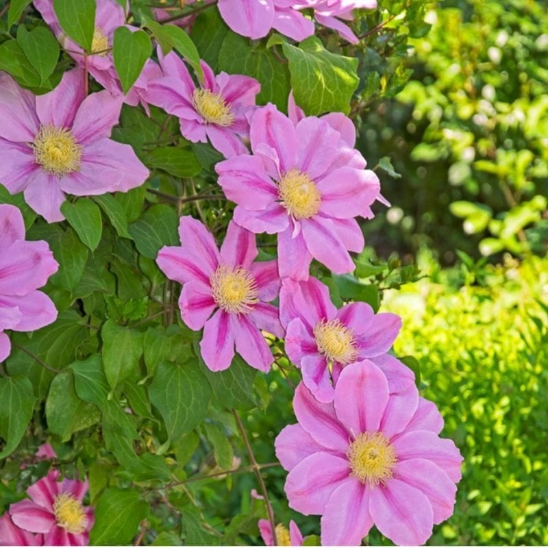 Mixed Clematis Çiçeği (2 Kök)