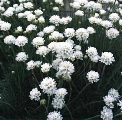 Beyaz Armeria Çiçek Tohumu(30 tohum)