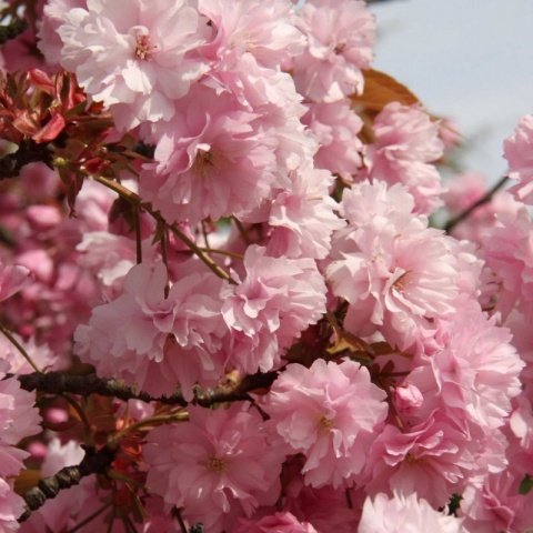 Tüplü Japon Kanzan Katmerli Çiçekli Süs Kirazı Fidanı