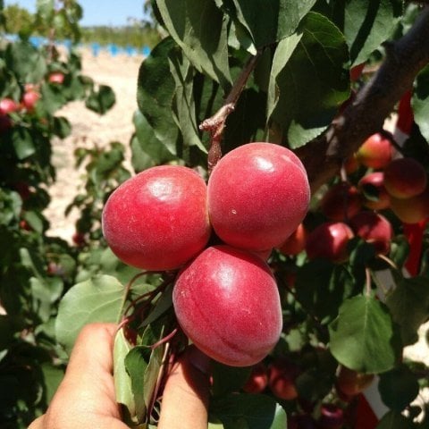 Tüplü Yüksek Verimli Zaiges Red Moon Kırmızı Kayısı Fidanı (10-30 cm)