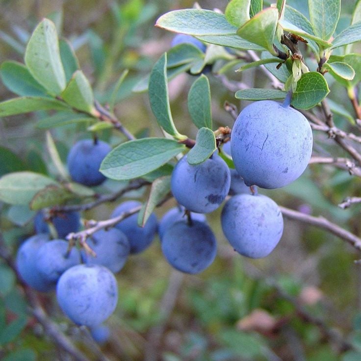 Tüplü Bataklık Yaban Mersini(likapa,blueberry,maviyemiş)fidesi, fidanı