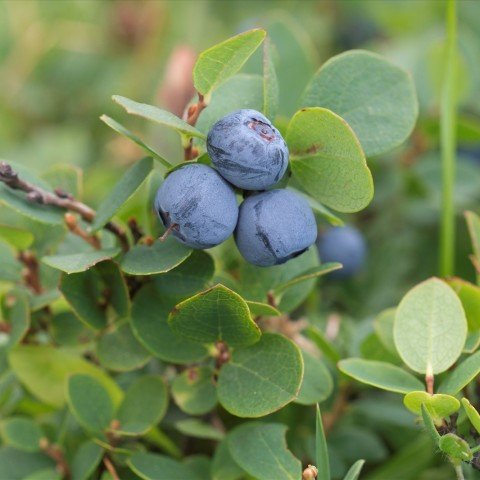 Tüplü Bataklık Yaban Mersini(likapa,blueberry,maviyemiş)fidesi, fidanı