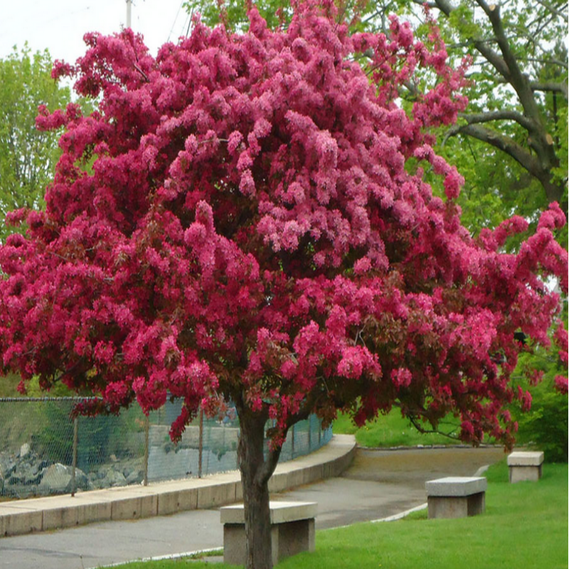 Tüplü Malus Floribunda Prunifolia Süs Elması Fidanı