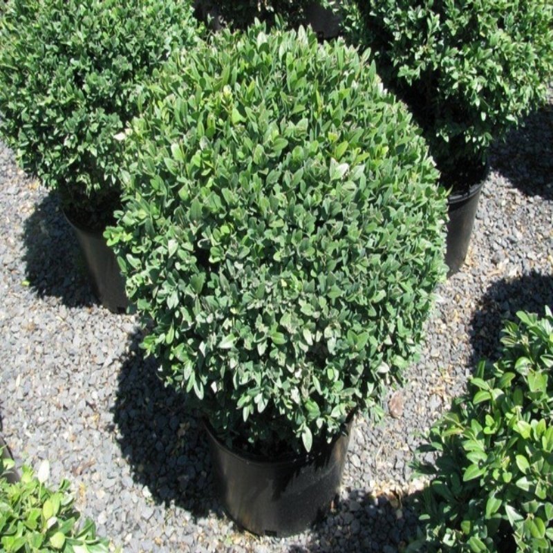 Buxus Sempervirens Rotundifolia Şimşir Fidesi 5 adet