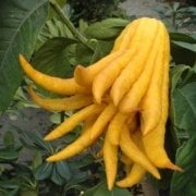 Nadir Budanın Eli(Buddha's hand fruit) Limon Fidanı Meyve Verme Durumunda