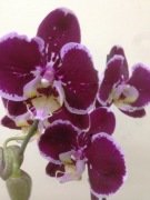 Hürrem Hatun Canlı Orkide Çiçeği Tek Dal