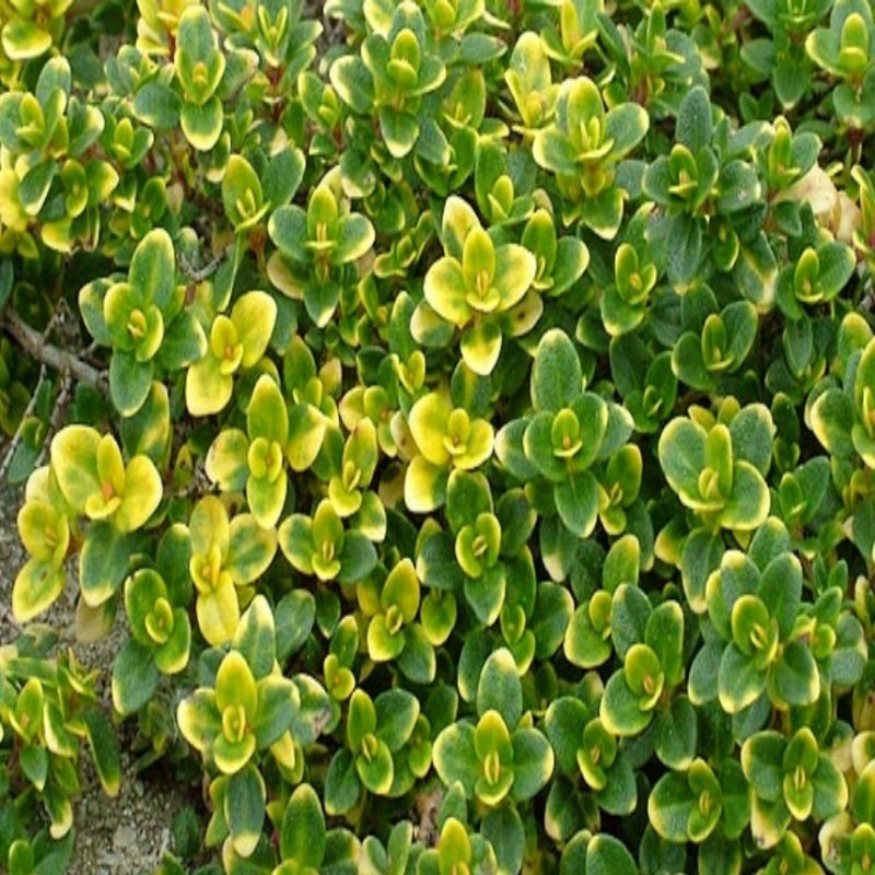 Limon Kokulu Yayılıcı  Kekik Fidesi (Thymus citriodorus 'Doone Valley') (5 Fide)