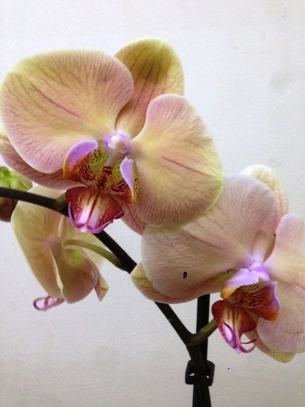 Nigar Hatun Canlı Orkide Çiçeği Tek Dal