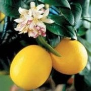 Tüplü Bodur Tipte Mayer Limon Fidanı Seneye Meyve Verir