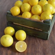 Tüplü Tatlı Limon Şeker Limon Fidanı