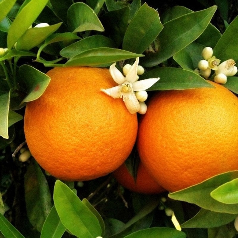 Tüplü Bodur Tipte Washıngton Portakal Fidanı Seneye Meyve Verir