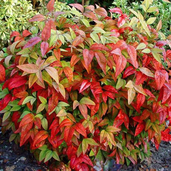 Tüplü Cennet Bambusu Nandina Domestica Fidanı