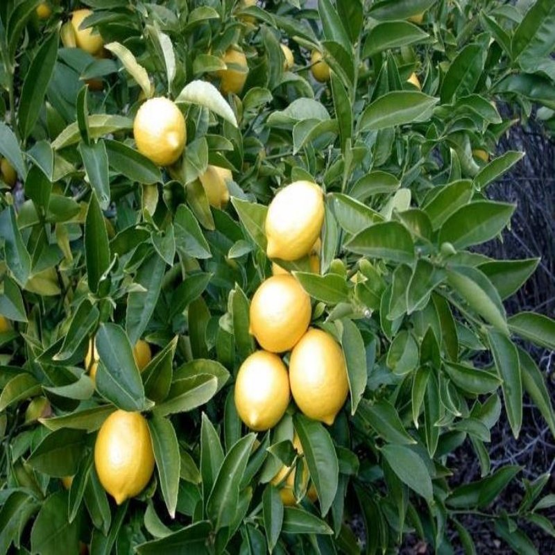 Tüplü Bodur İri Meyveli Yediveren Limon Fidanı Seneye Meyve Verir