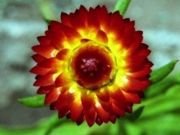 Karışık Renkli Kağıt(Saman) Çiçeği Tohumu(25 tohum)