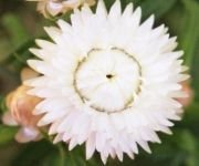 Karışık Renkli Kağıt(Saman) Çiçeği Tohumu(25 tohum)
