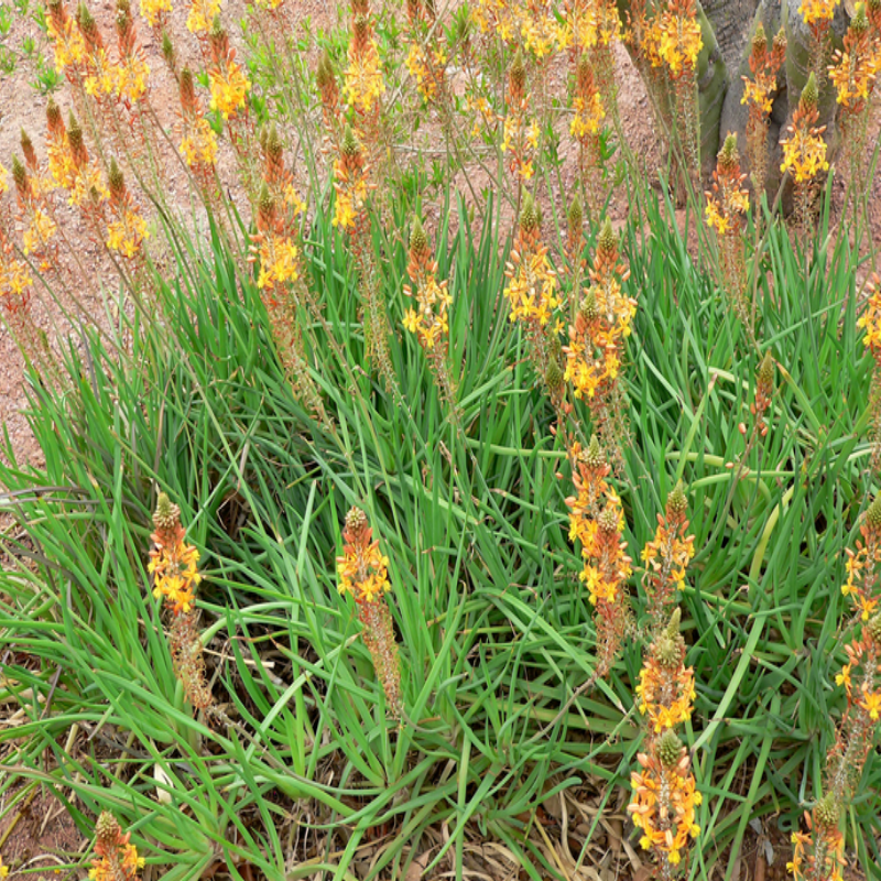 Bulbine Frutescens Kedi Kuyruğu Fidesi (5 adet)