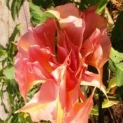 Tüplü Yoğun Kokulu Yavruağzı Renkli Brugmansia Meleklerin Borazanı Çiçeği Fidanı
