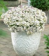 Saksılık White Mareto Nemezya Çiçeği Fidesi (5 adet)