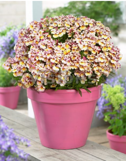 Saksılık Lyric Copper Nemesia Çiçeği Fidesi (3 adet)