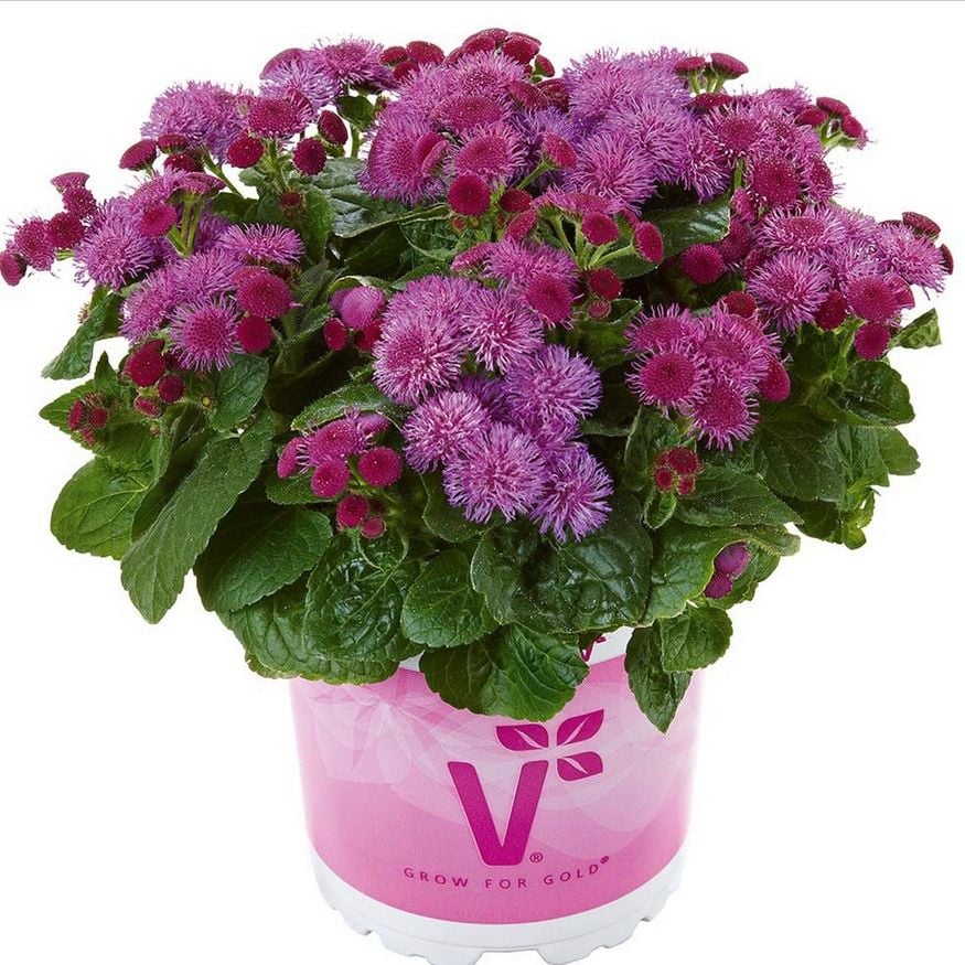 Koleksiyonluk Ariella Violet Vapur Dumanı  Çiçeği Fidesi (1 adet)