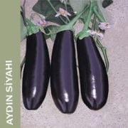 Ekoherb Aydın Siyahı Patlıcan Tohumu (2 gram)