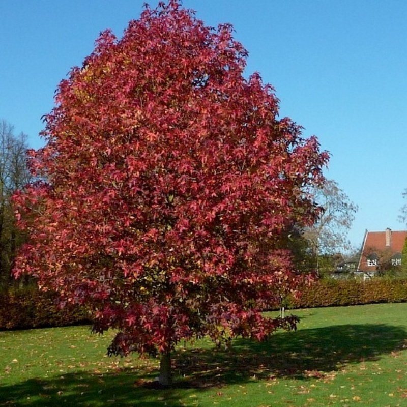 Liquidambar Styraciflua Amerikan Sığlası Tohumu (10 Tohum)