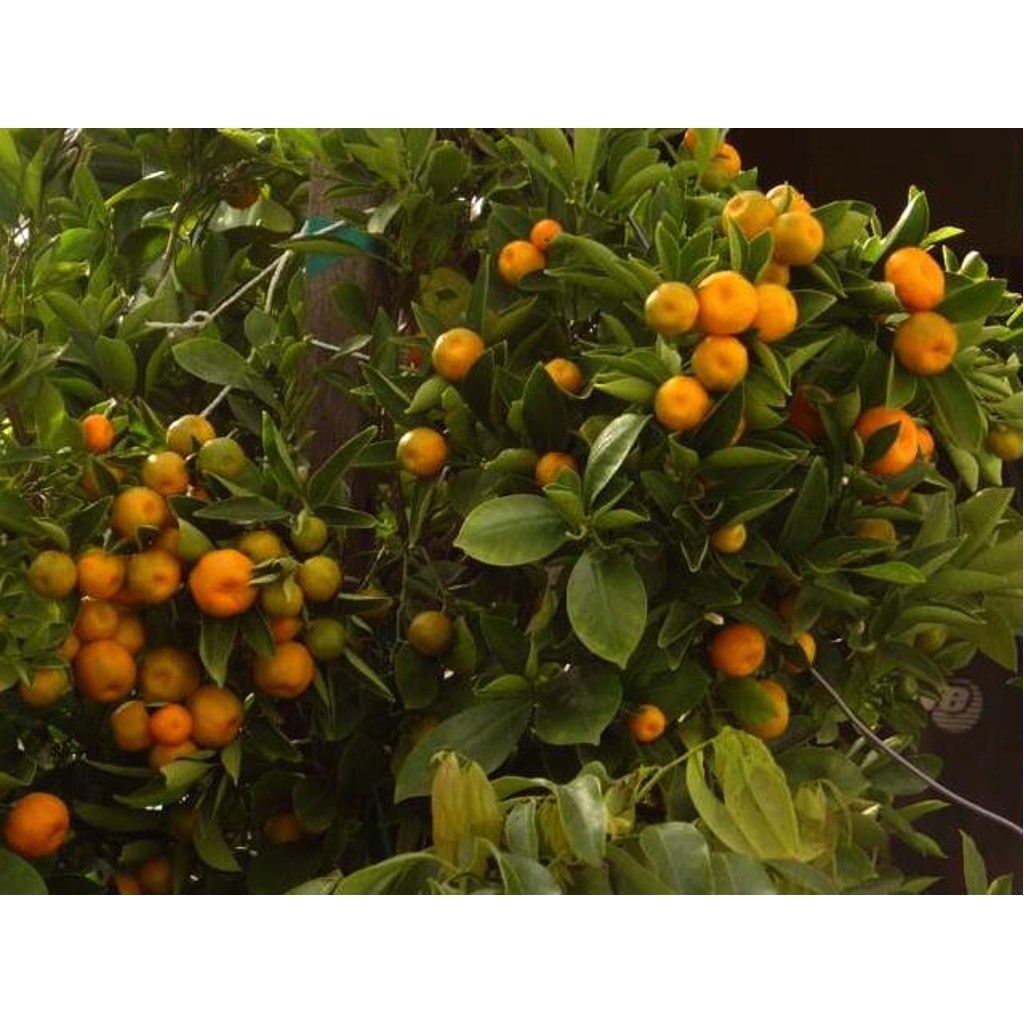 Kabuklu Yenilebilen Meyveli Süs Mandalinası Fidanı (3-4 Yaş)